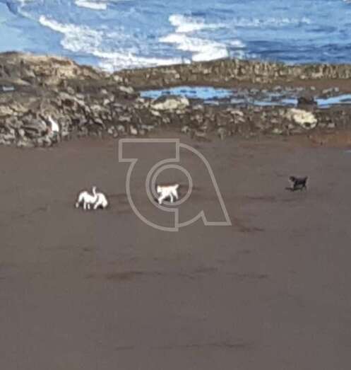 Imagen captada esta mañana por un lector de TELDEACTUALIDAD en las playas situadas al norte de La Garita/TA.
